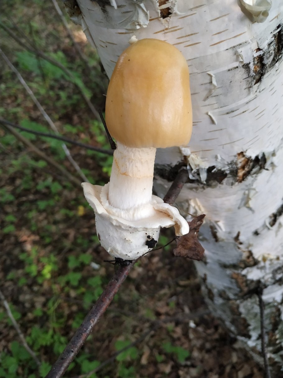 Грибы на тонкой ножке