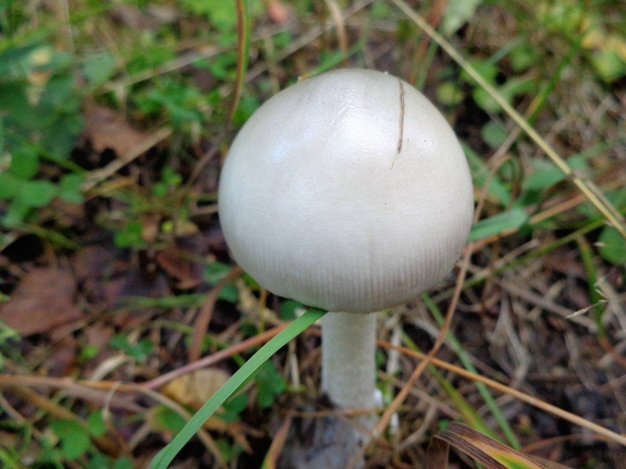 Поплавок белый гриб