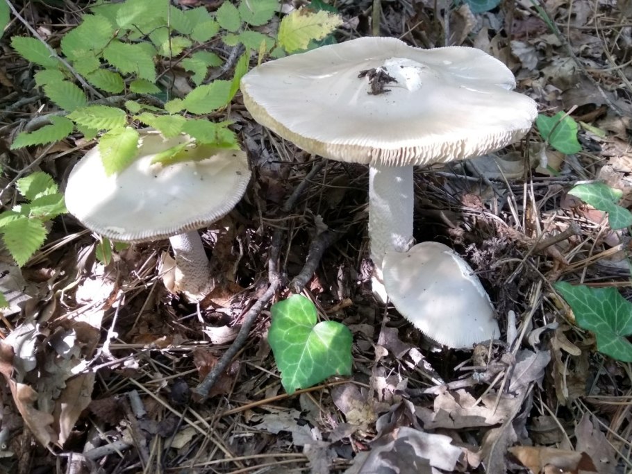 Гриб поплавок рядовка