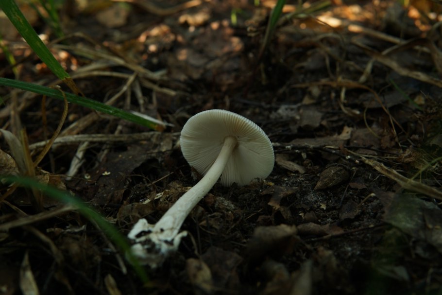 Поплавок серый (Amanita vaginata)