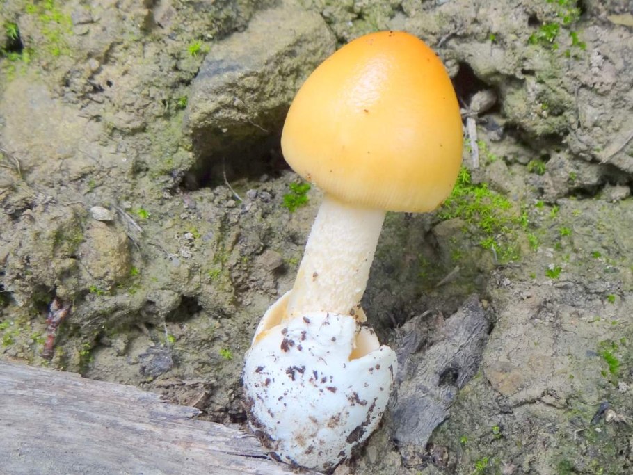 Поплавок желтеющий amanita flavescens