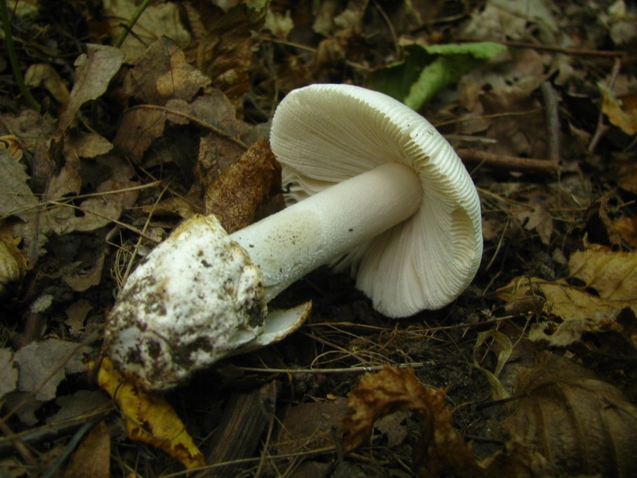 Поплавок белый Amanita Alba