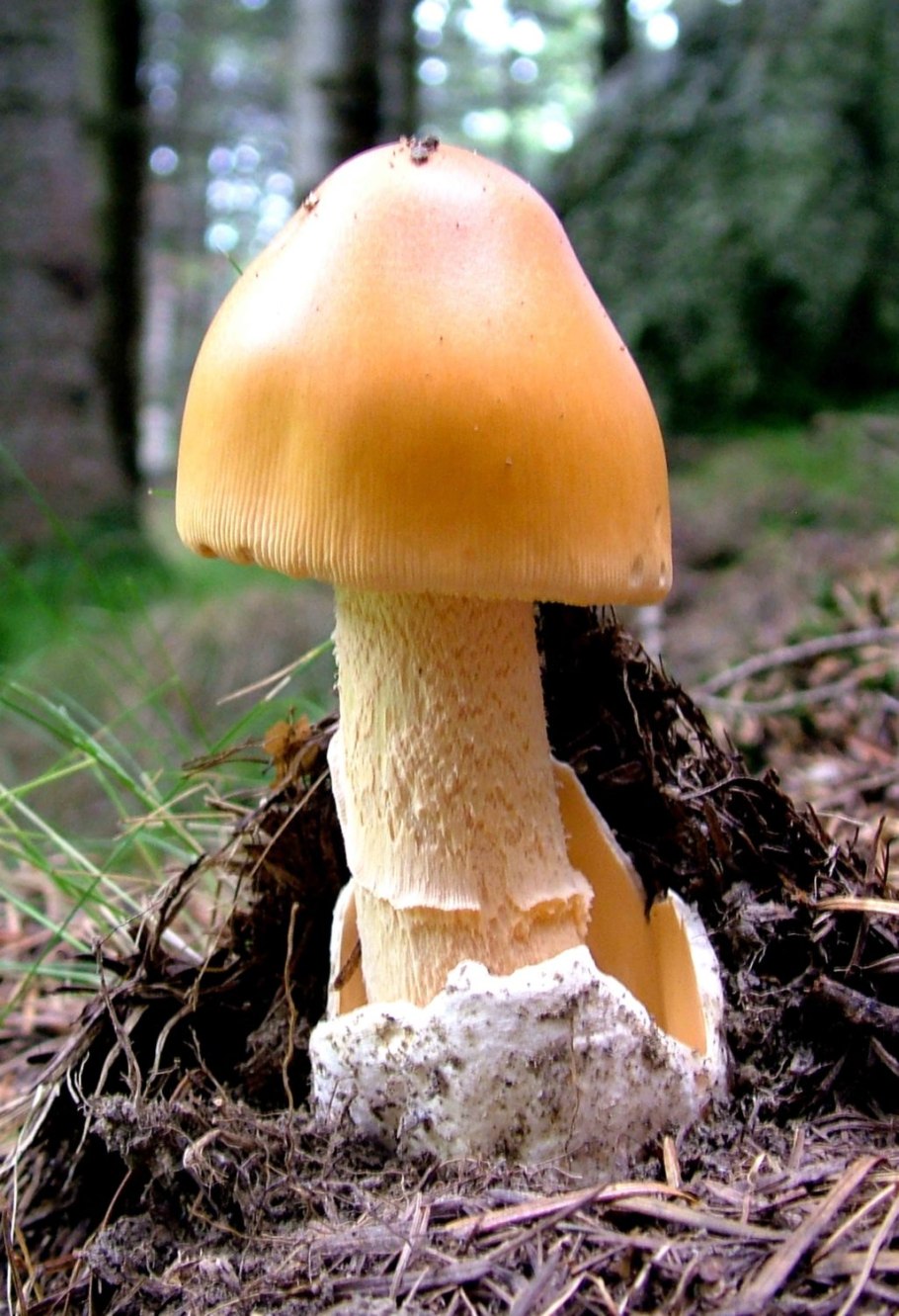 Поплавок серый (Amanita vaginata)