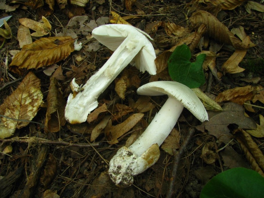 Поплавок белый amanita alba