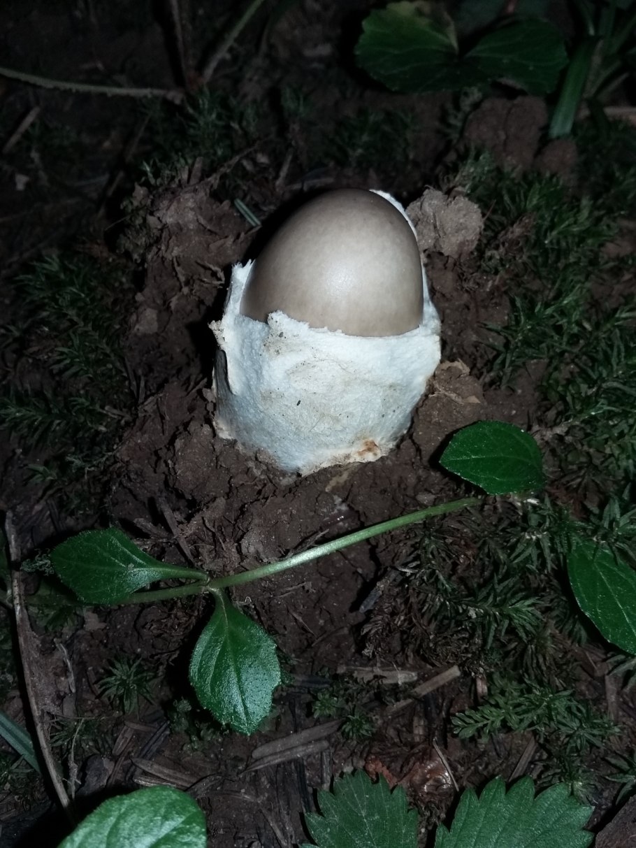 Поплавок гриб цезарский