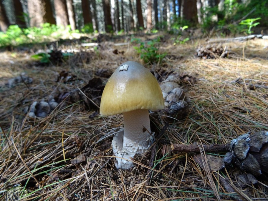 Поплавок белый Amanita Alba