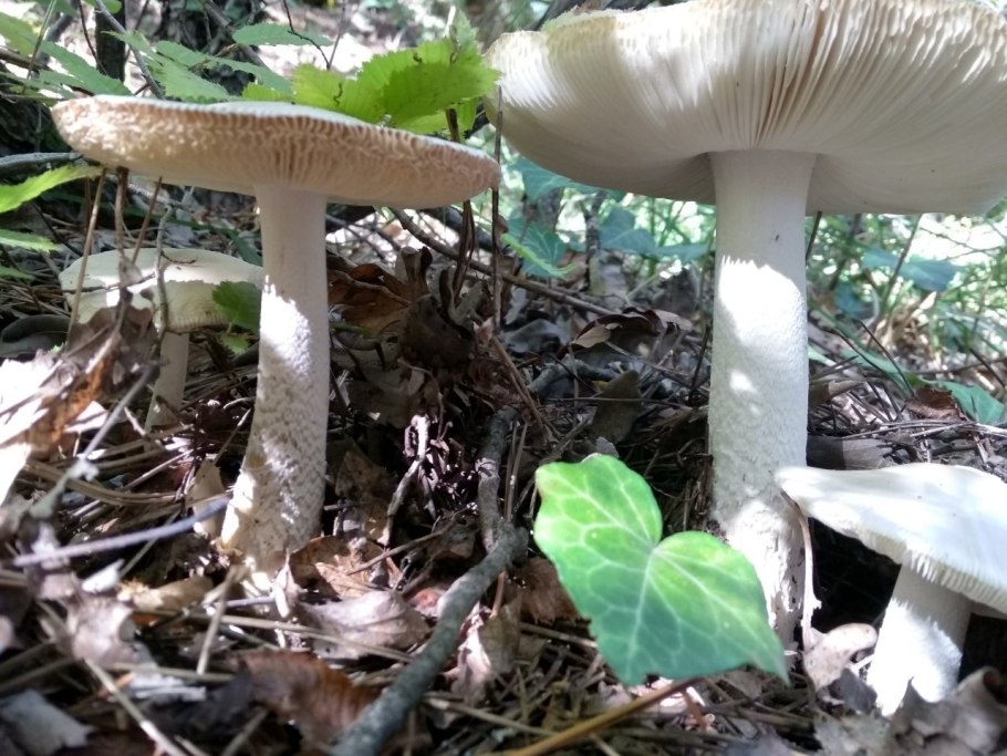 Поплавок серый гриб