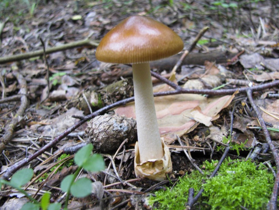 Поплавок белый Amanita Alba