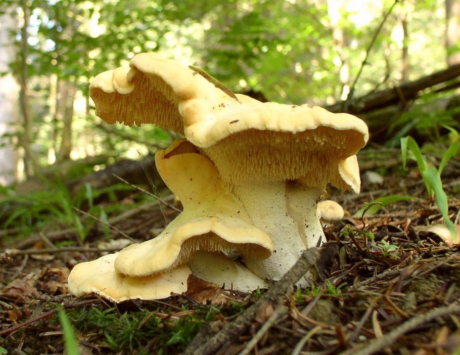 Грибы ежовик жёлтый