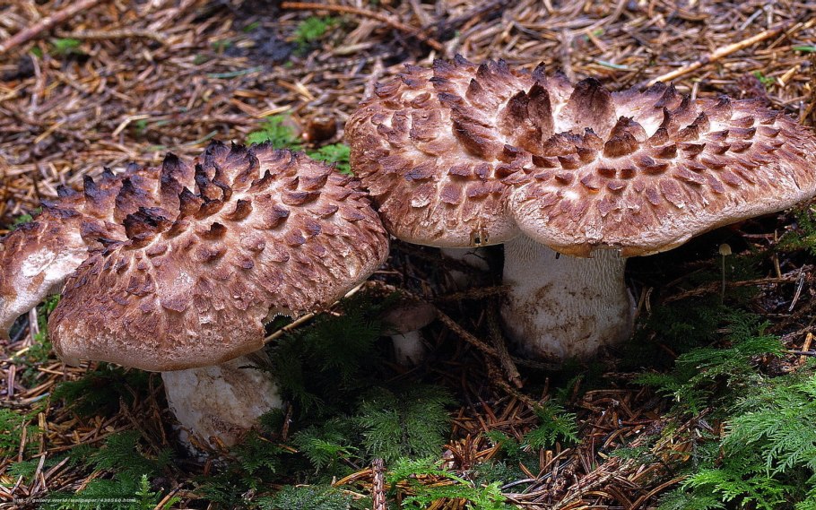 Ежовик пестрый Sarcodon imbricatus