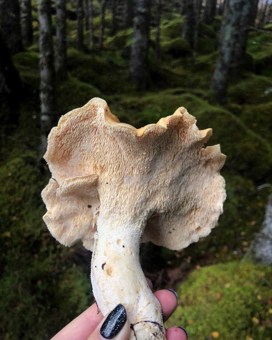 Ежовик тутовый