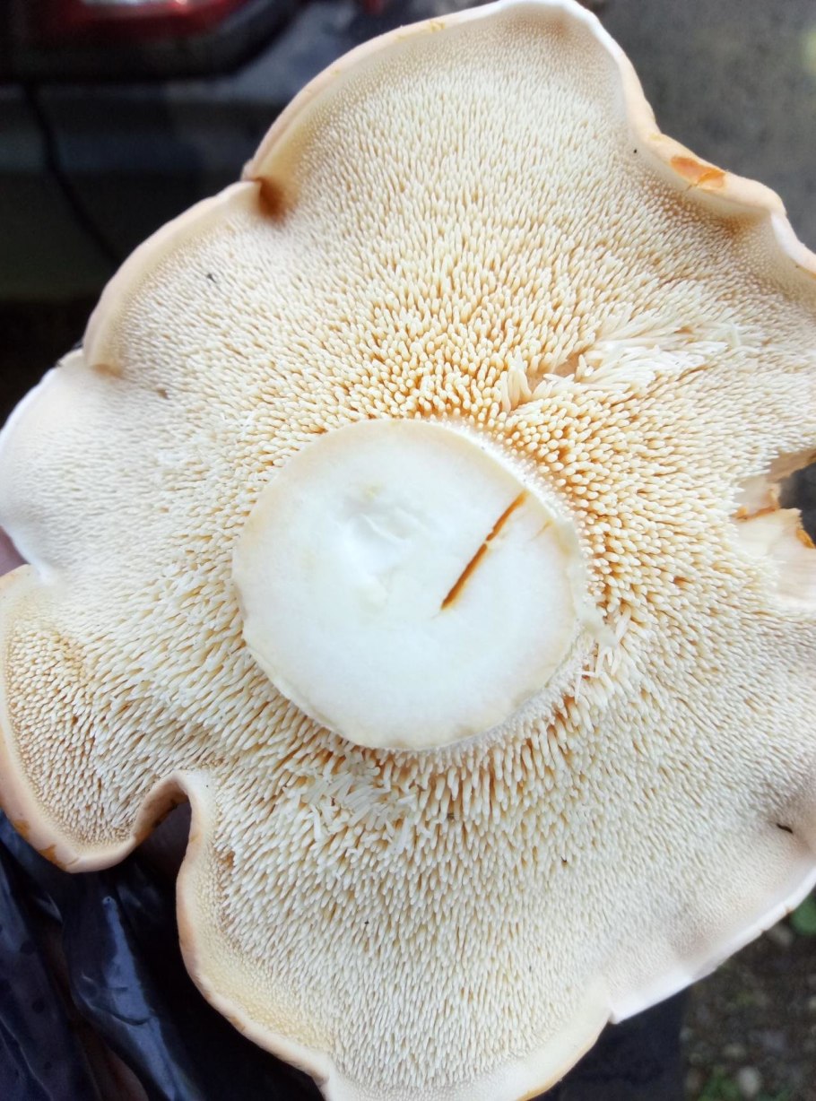 Ежевик (ежовик) гребенчатый