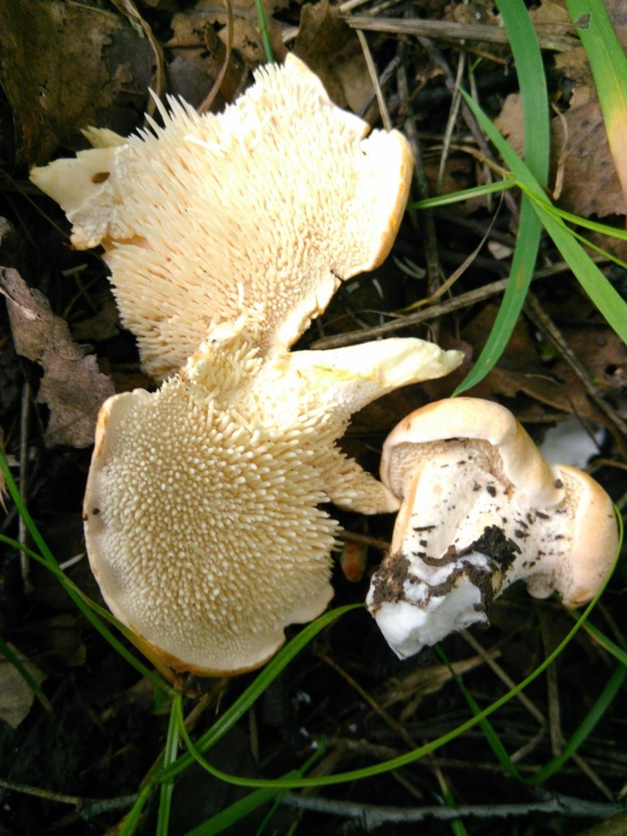 Ежовик гриб