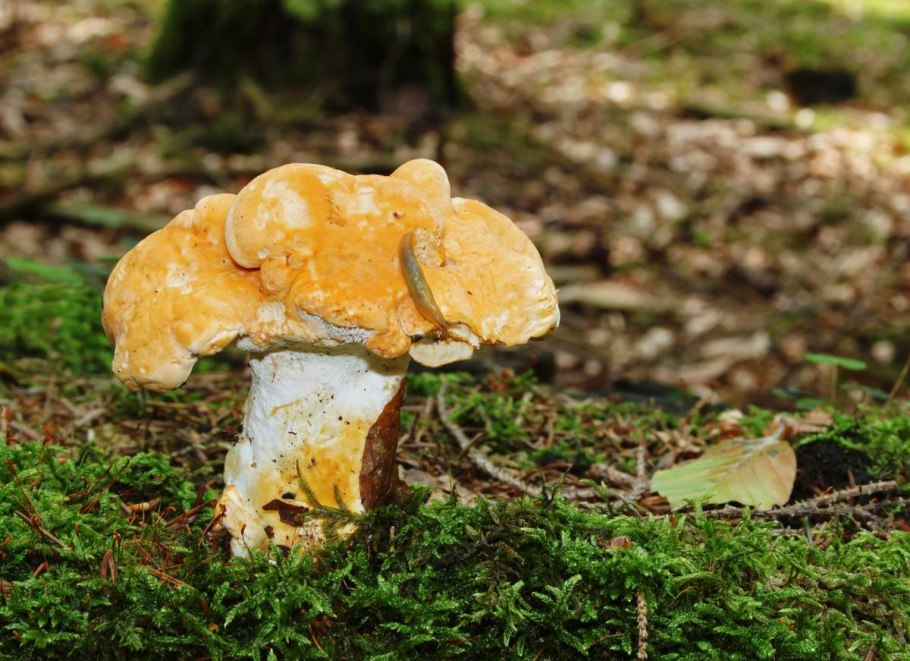 Ежовик жёлтый