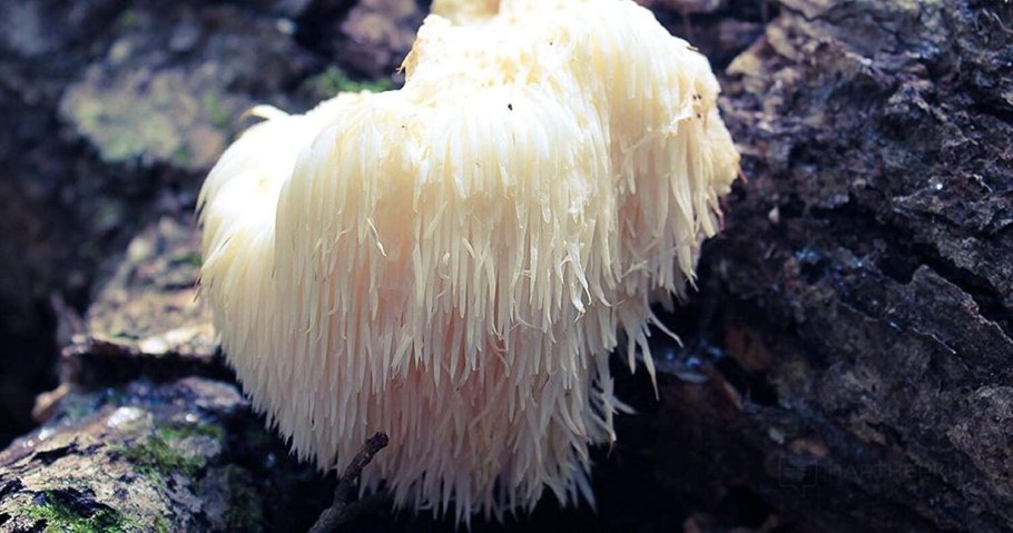 Hydnum rufescens – ежовик рыжеющий