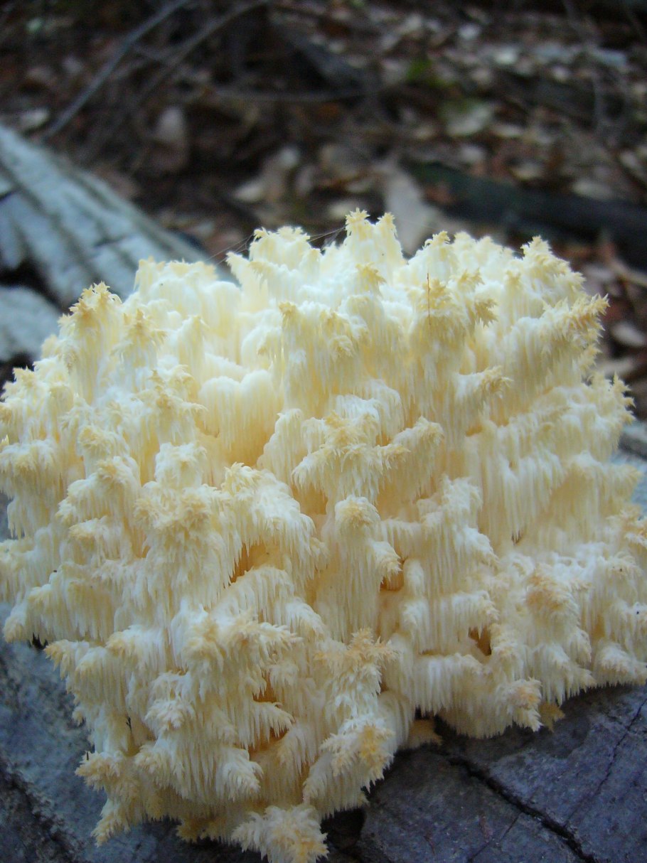 Гриб ежовик коралловидный