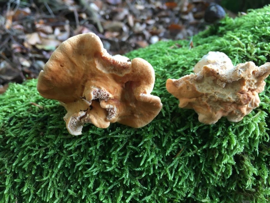 Ежовик Герициум