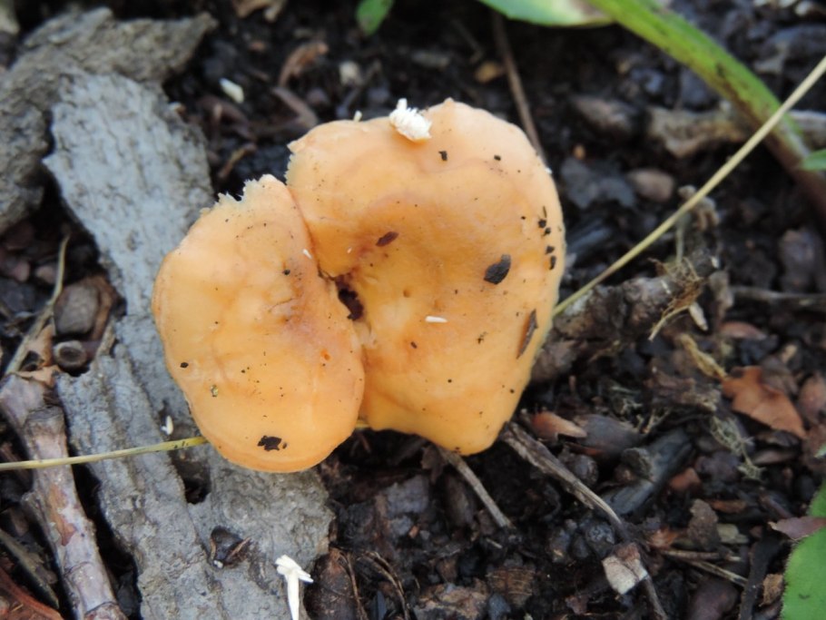 Ежовик синеножковый