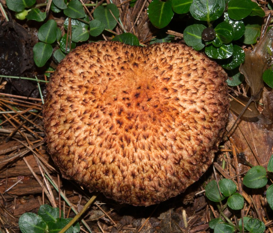 Съедобные грибы Татарстана