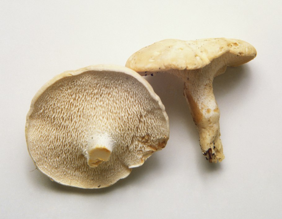 Ежовик рыжеющий