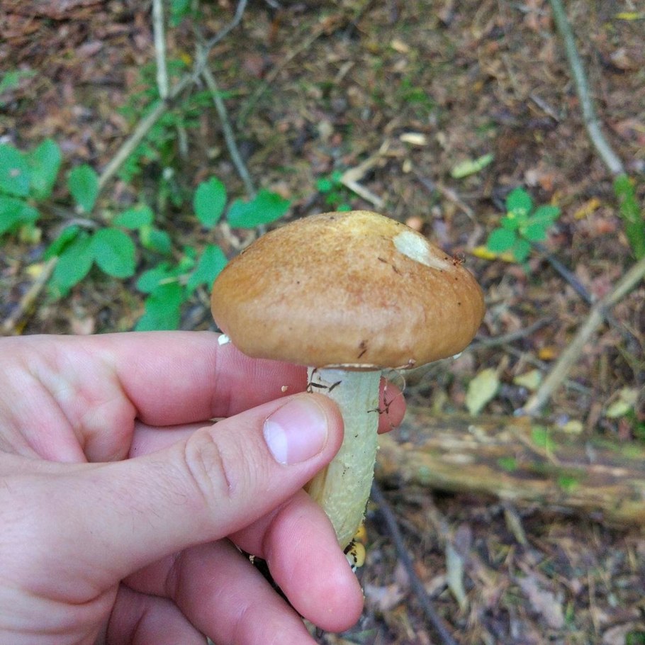 Солодуха гриб