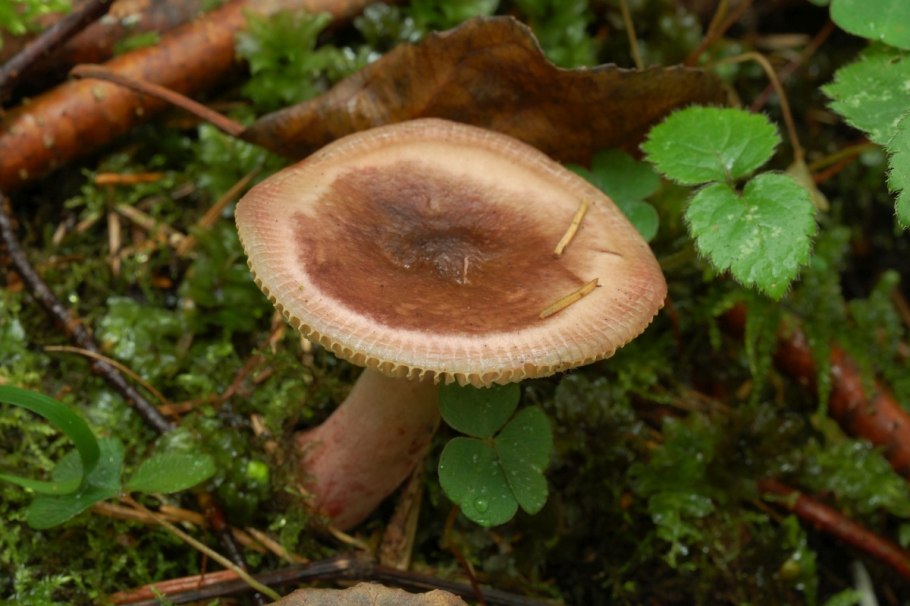 Russula queletii хвойные