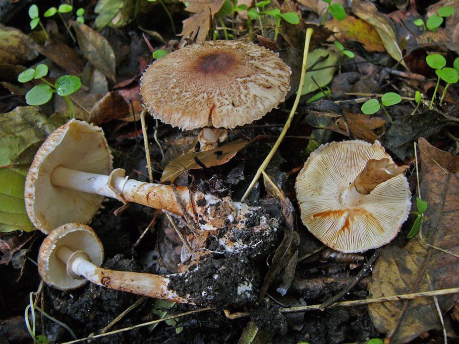 Leucocoprinus badhamii