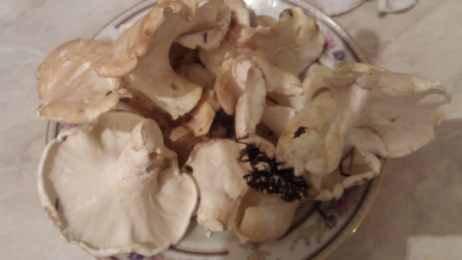 Вешенка без пластинок