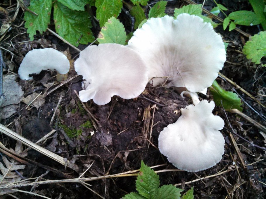 Грибы Новосибирской области