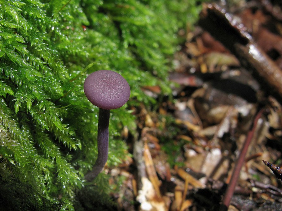 Лаковица Аметистовая Laccaria amethystina