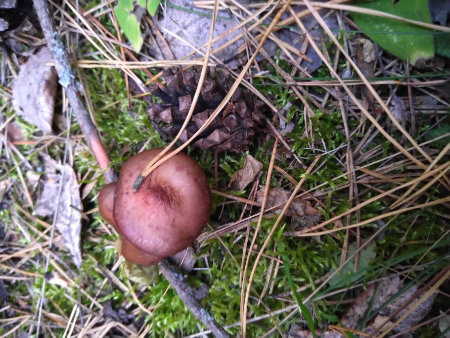 Грибы растущие в хвойных лесах