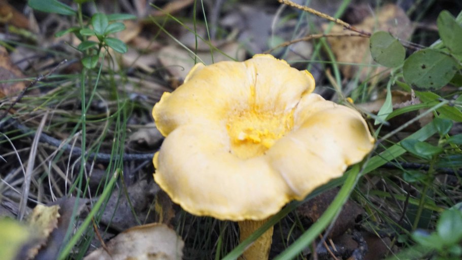 Желтые пластинчатые грибы