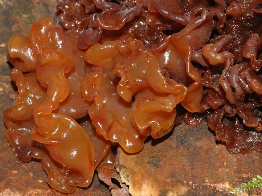 Гриб коралловый шитаки