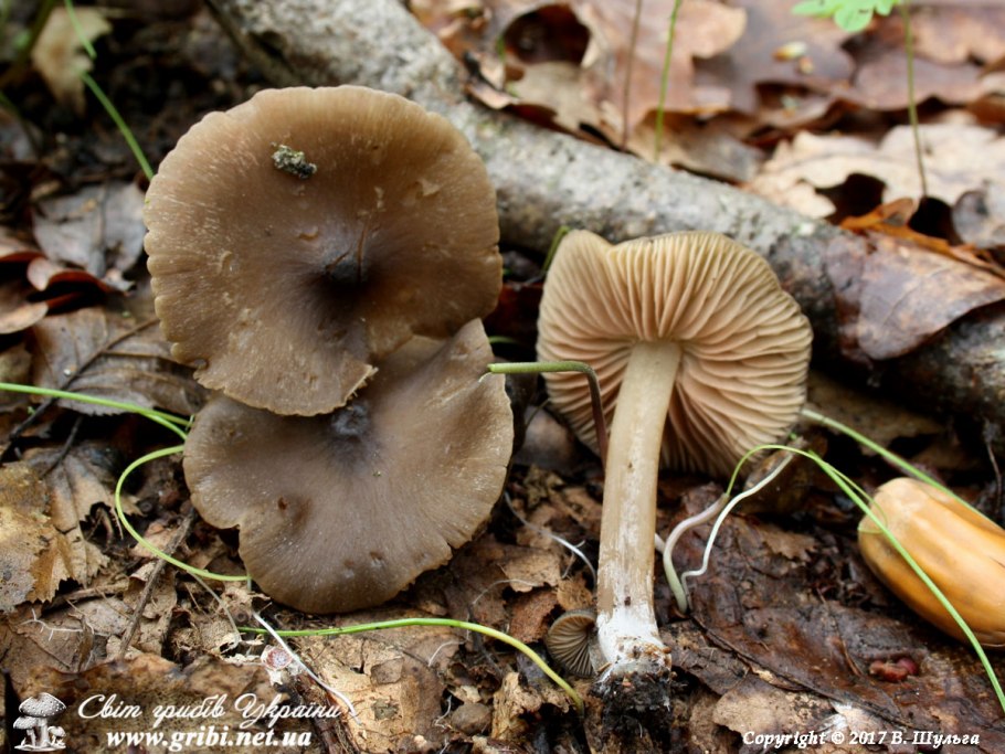 Трубач и грибы