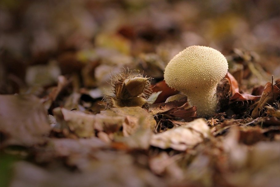 Гриб с пылью