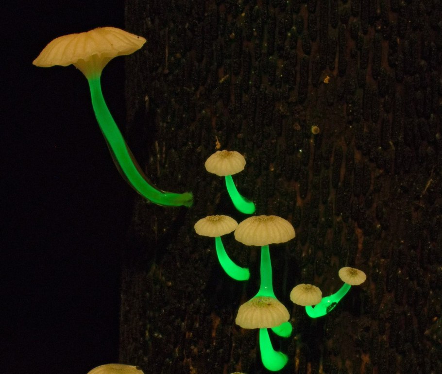 Poromycena manipularis