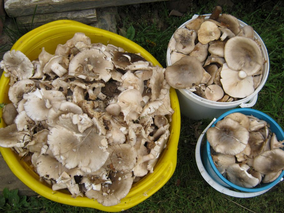 Гриб ледянка