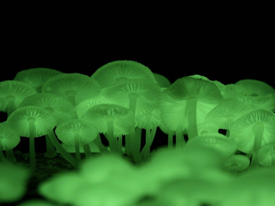 Хлорофос Mycena