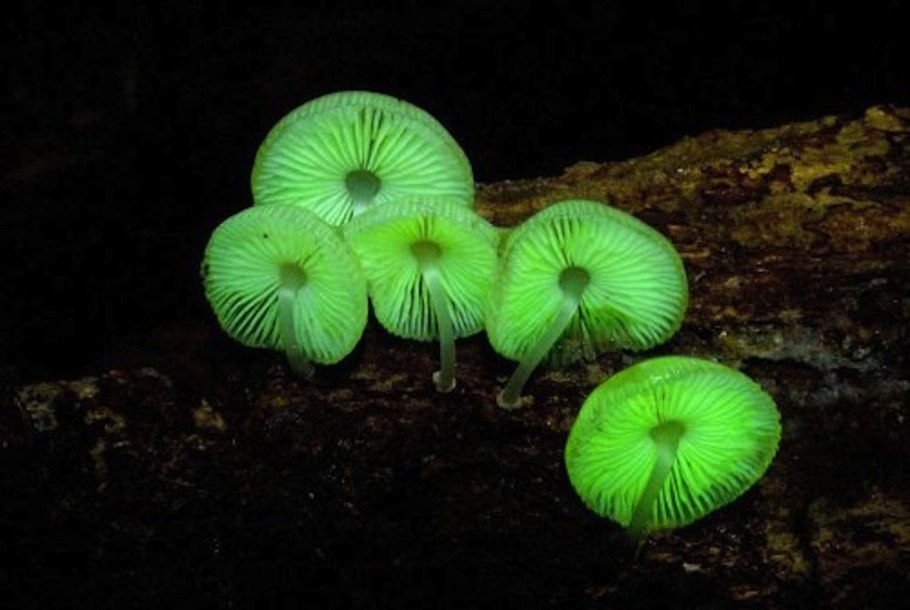 Mycena LUXAETERNA (вечный свет).