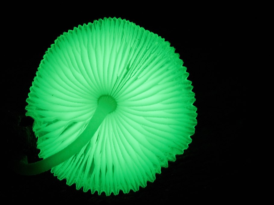 Светящиеся Mycena chlorophos
