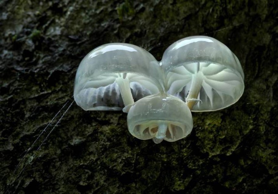 Mycena chlorophos