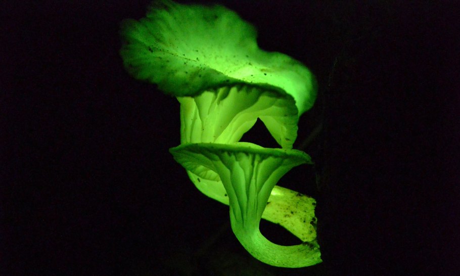 Neonothopanus Nambi