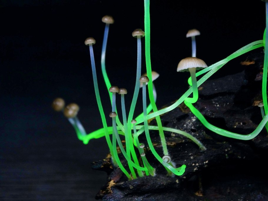 Mycena LUXAETERNA