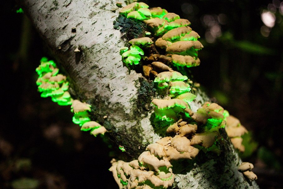Panellus stipticus