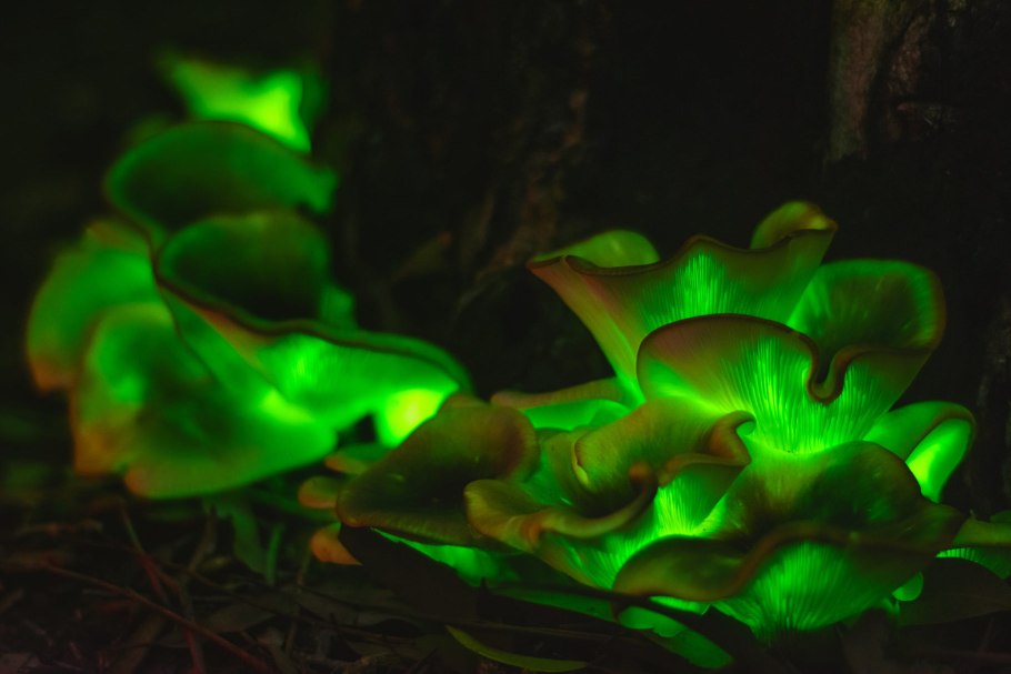 Призрачный гриб (Omphalotus Nidiformis)