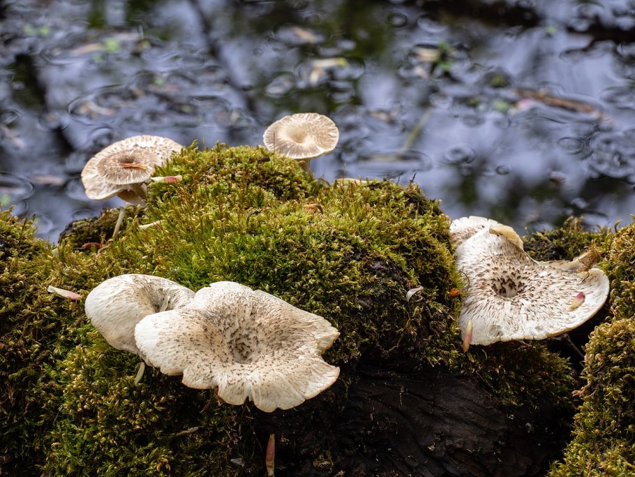 Как называются грибы которые растут на семечках