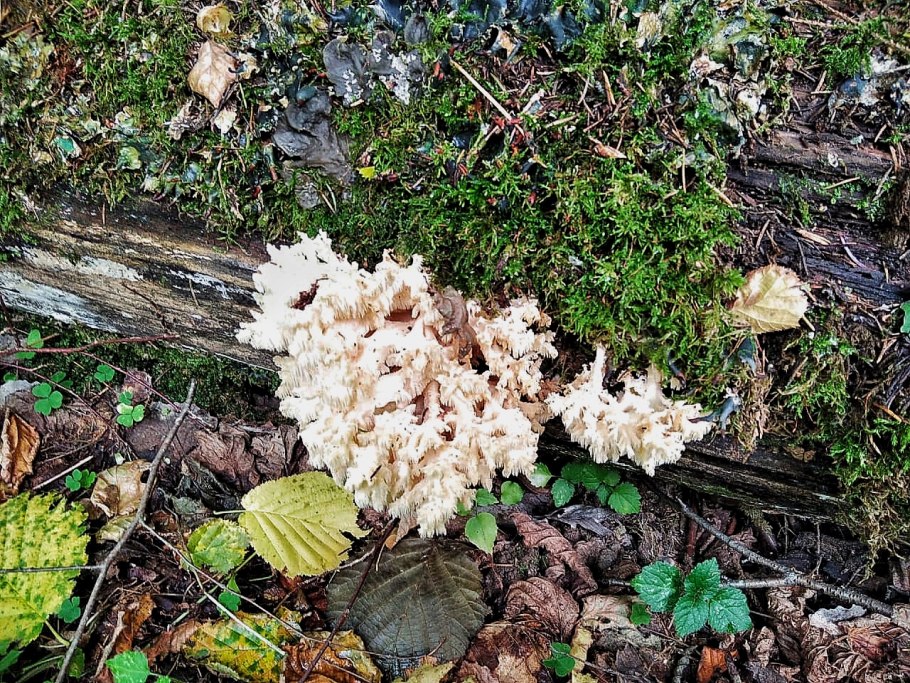 Гриб ежовик коралловидный