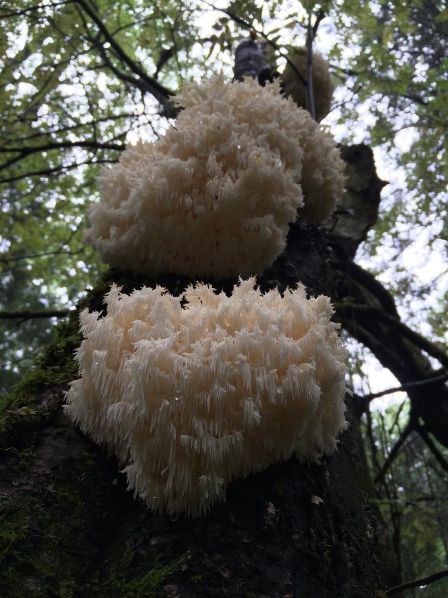 Ежовик белый коралловидный