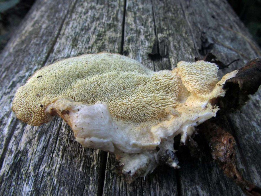 Ежовик Северный