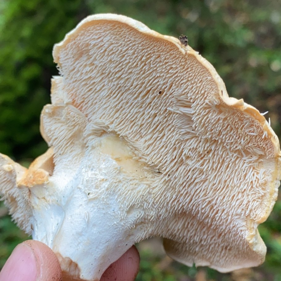 Мраморный гриб